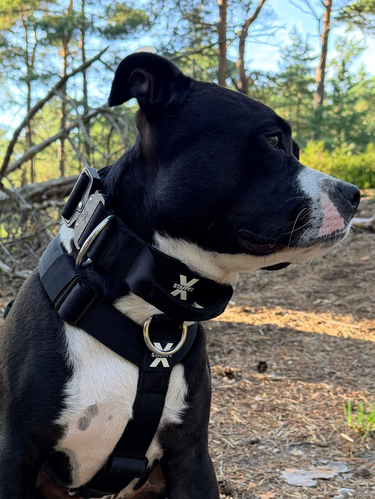ApeX Halsband Schwarz