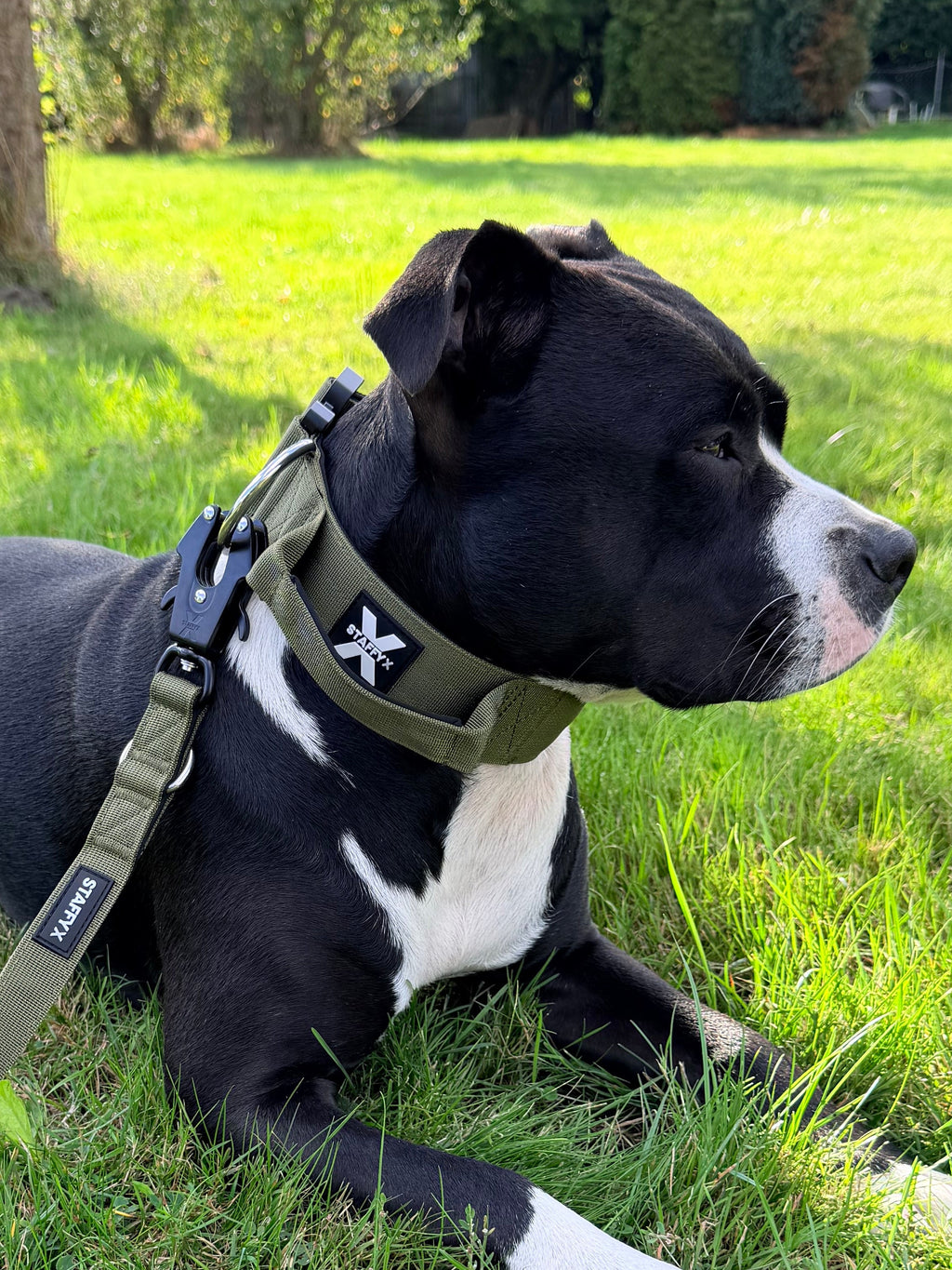 ApeX Halsband Olive