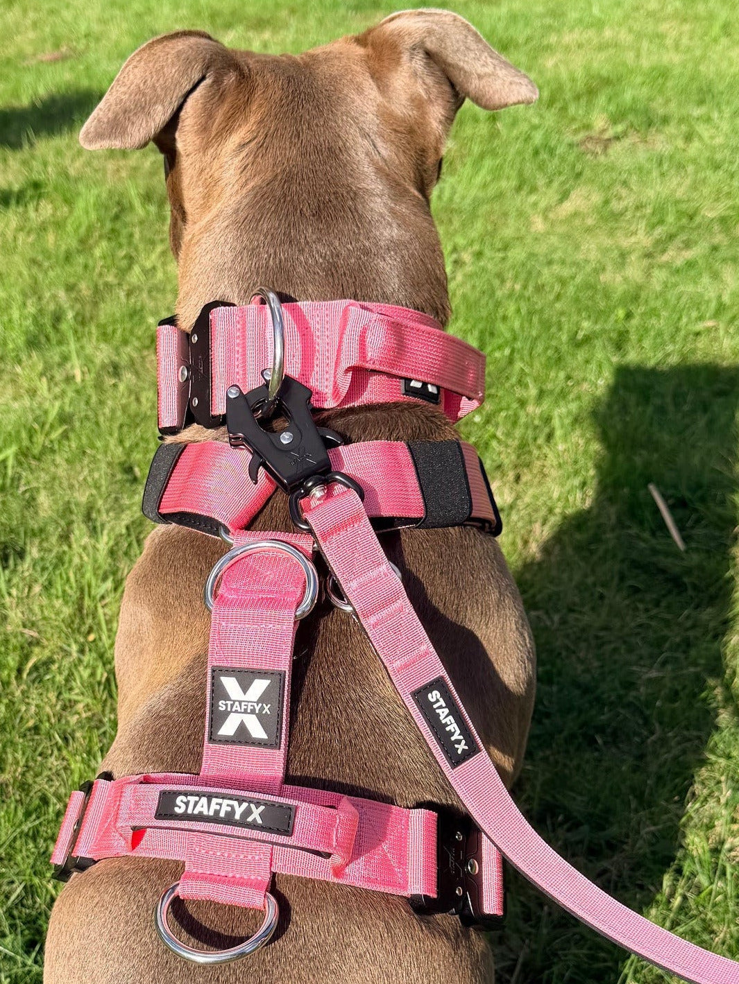 ApeX Halsband Rosé